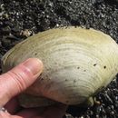 Image of Arctic surf clam