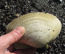 Image of Arctic surf clam