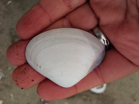 Image of Pismo clam