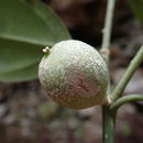 Image of <i>Didymeles perrieri</i>