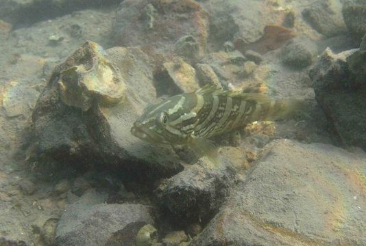 Image of <i>Epinephelus bruneus</i> Bloch 1793
