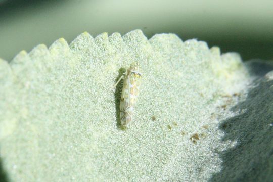 Image of Ligurian Leafhopper