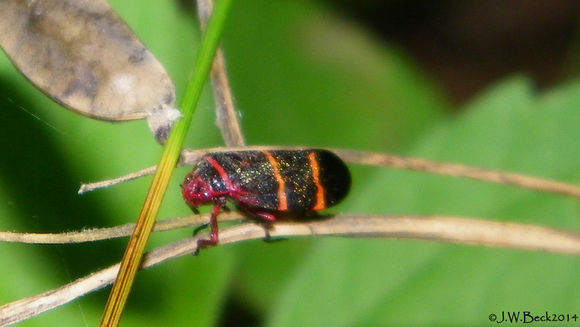 18.https www inaturalist org photos 1535270.580x360