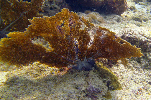 Caribbean Sea Fan Encyclopedia Of Life