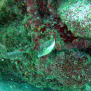 Image of Caribbean Sharpnose-puffer