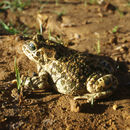 Image of African Green Toad
