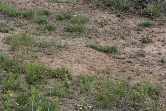 18.https www inaturalist org photos 1537190.580x360