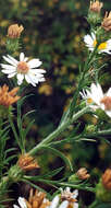 Image of hairy white oldfield aster