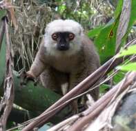 Image of White-fronted Brown Lemur