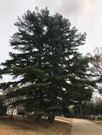 Imagem de Pinus glabra Walter