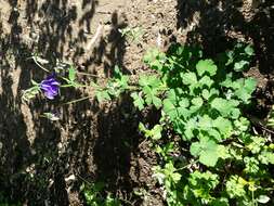 Plancia ëd Aquilegia vulgaris L.