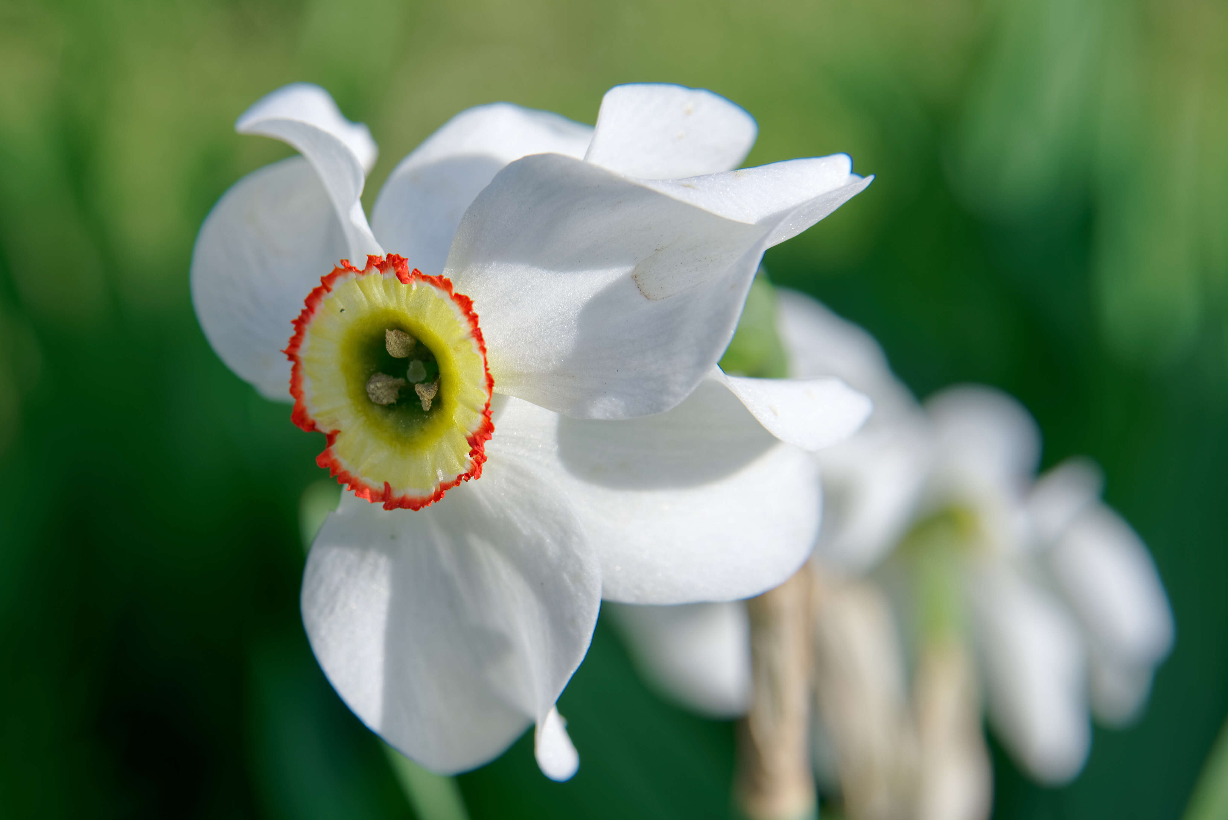 Imagem de Narcissus poeticus L.