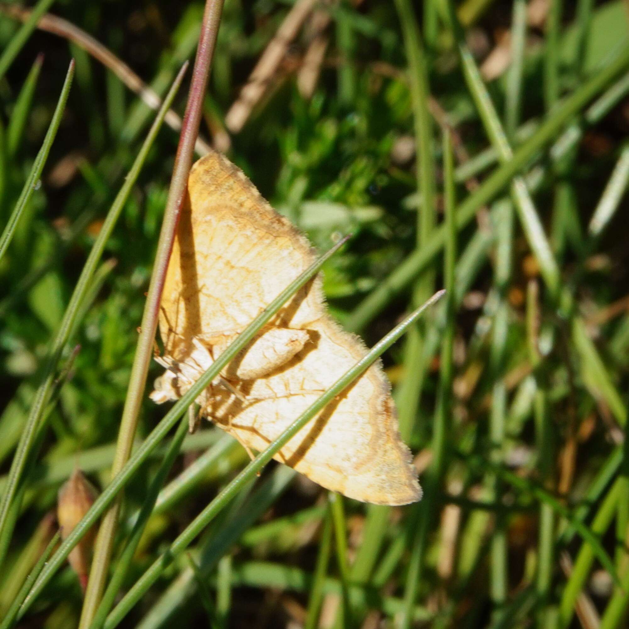 Image of Camptogramma bilineata