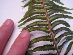 Image of Asian sword fern