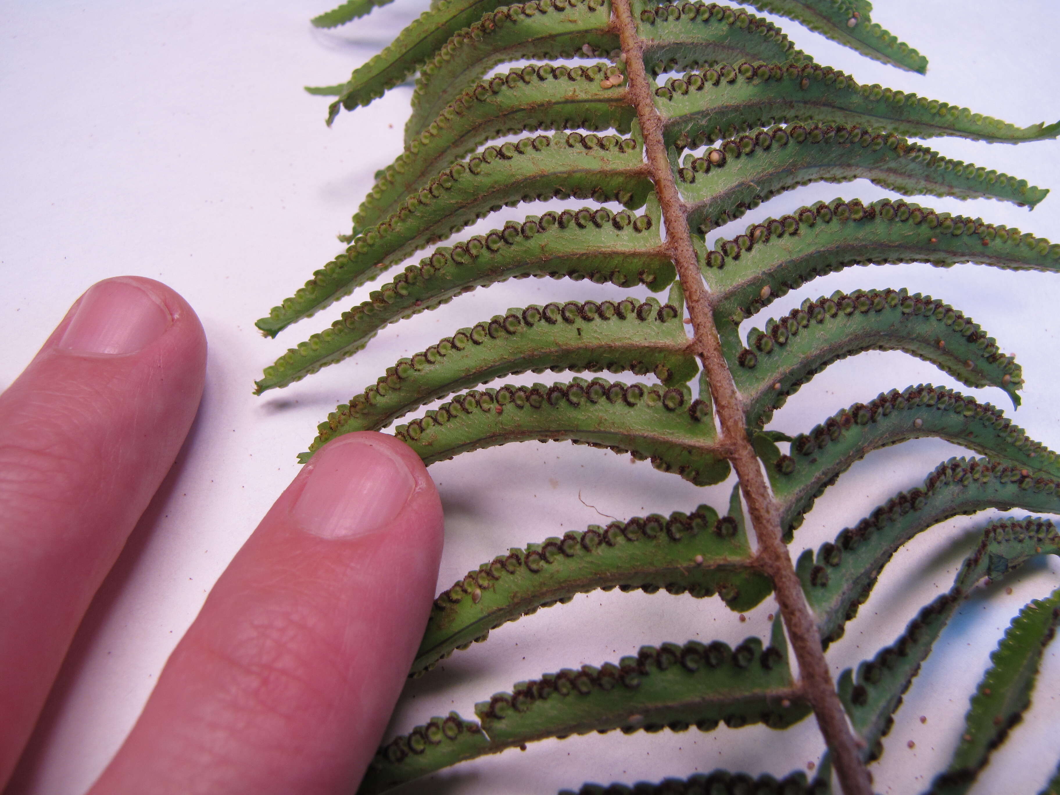 Image of Asian sword fern