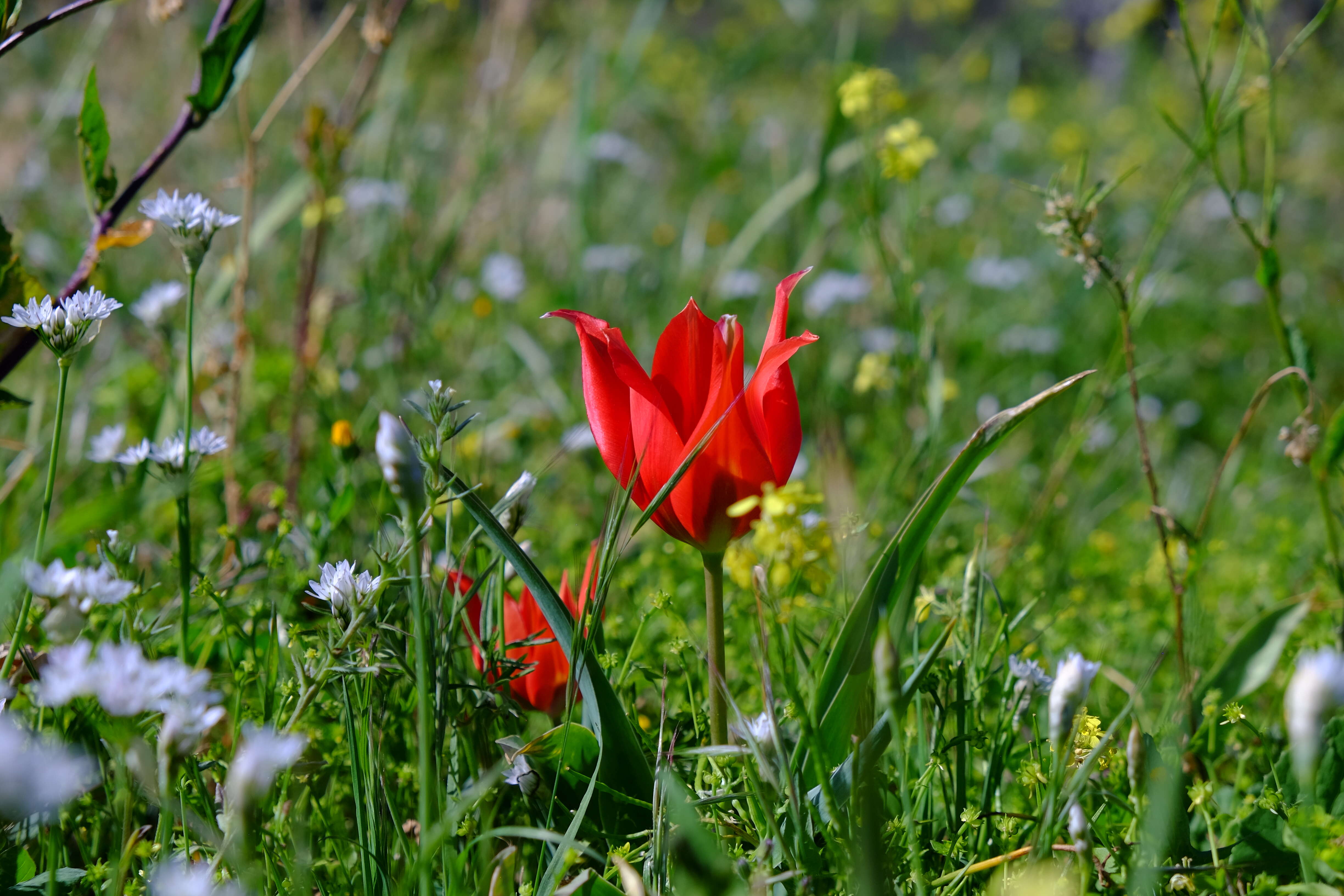 Image of Cyprus tulip