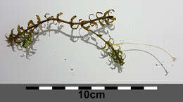 Image of western waterweed