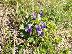 Image of dog violet