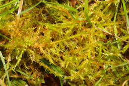 Image of calliergonella moss