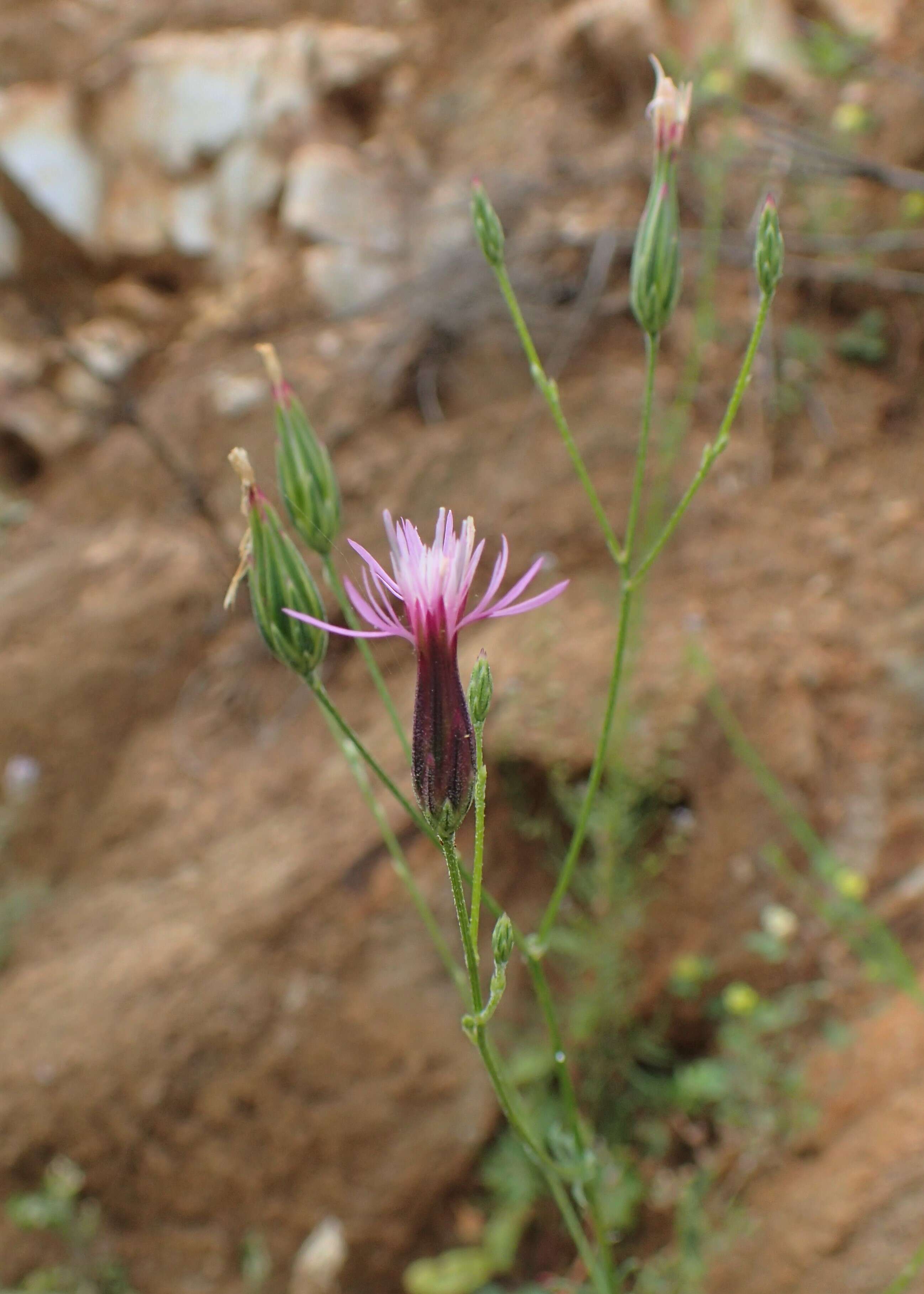 Image of False Saw-wort