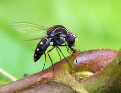 Image of quasimodo flies