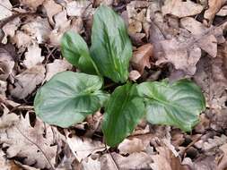 Imagem de Arum cylindraceum Gasp.