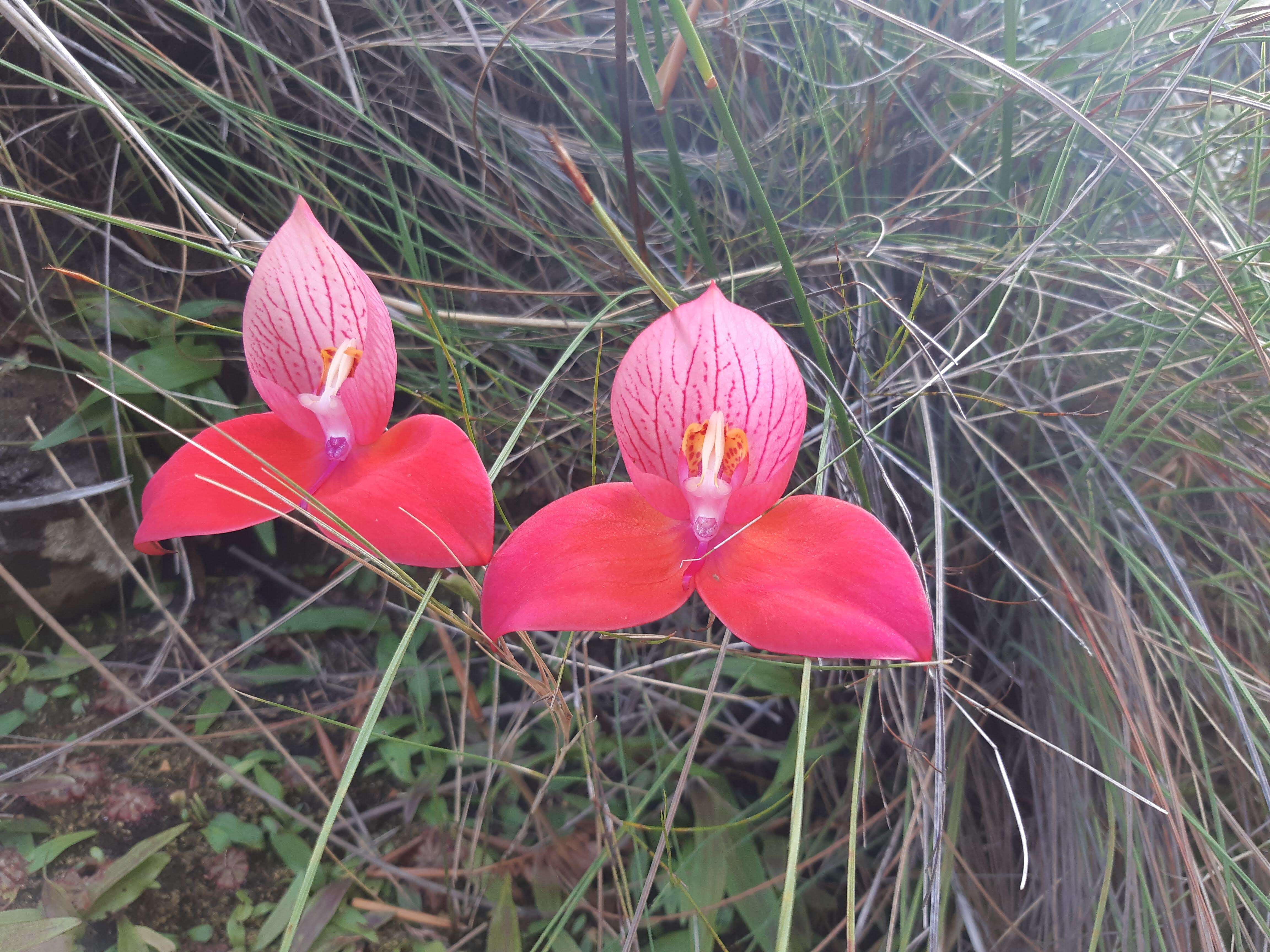 Image of Red Disa