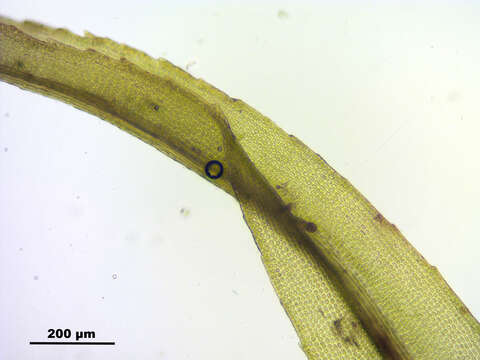 Image of oncophorus moss