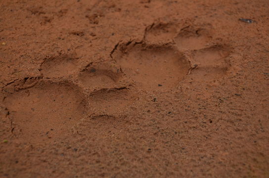 18.https www inaturalist org photos 1539848.580x360