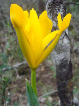 Image of Spanish iris
