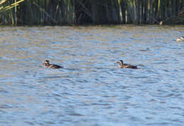 Image of scoter