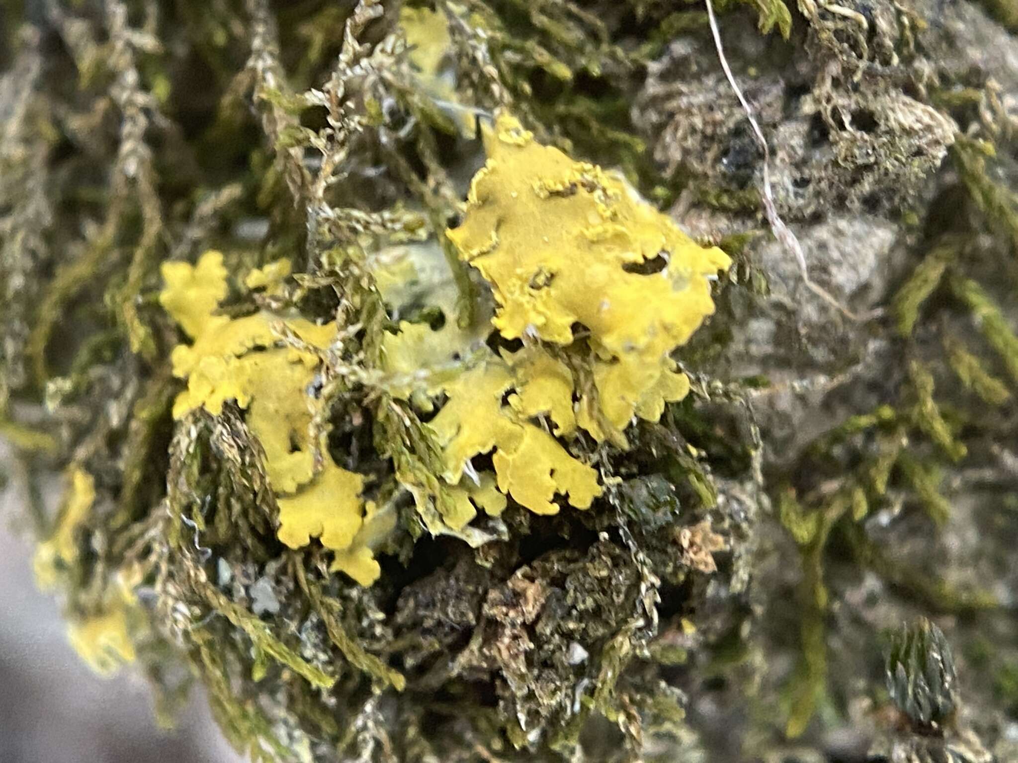 Image of lemon lichen