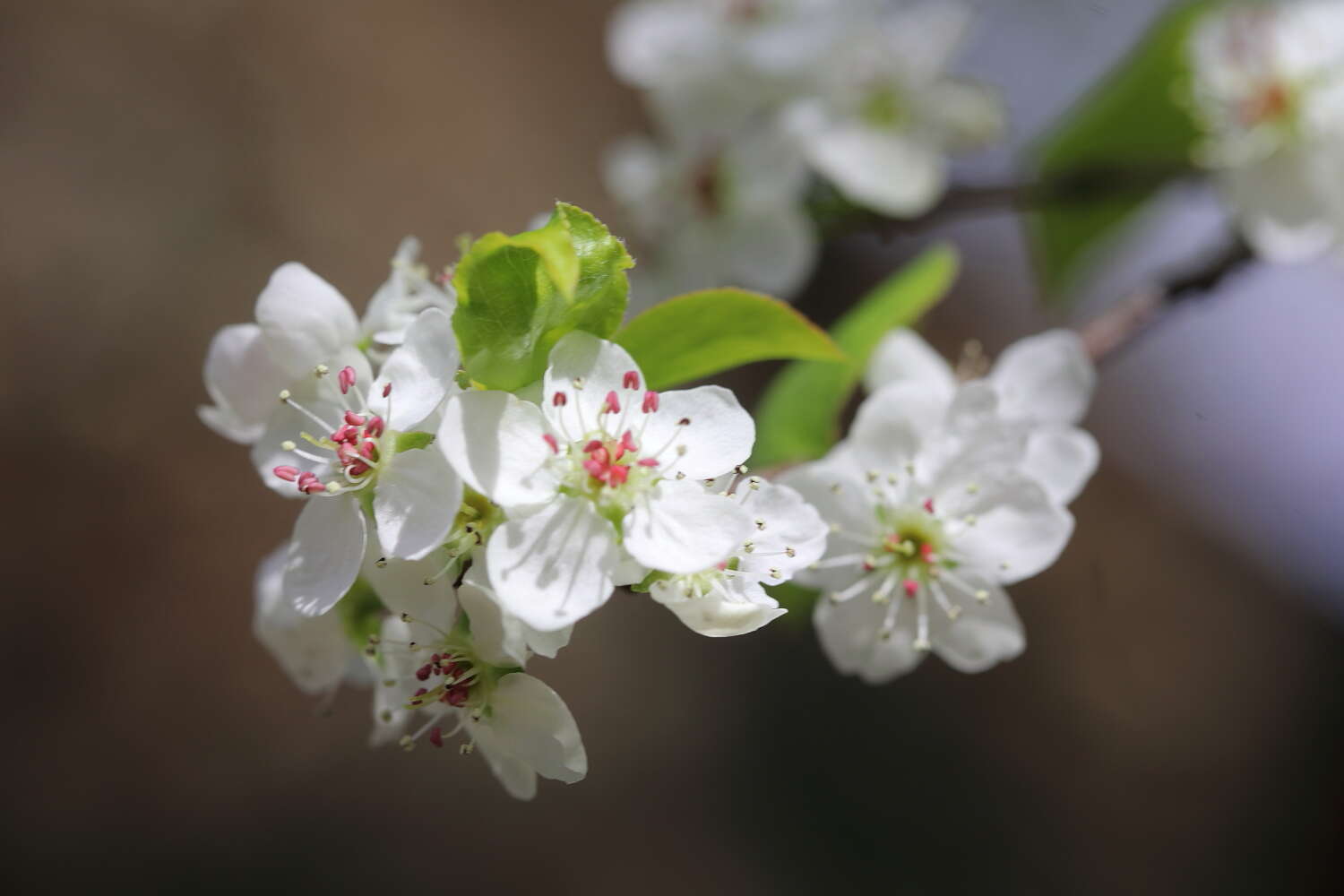 Plancia ëd Pyrus calleryana Decne.