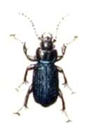 Ophonus (Hesperophonus) azureus (Fabricius 1775) resmi