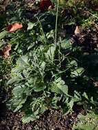 Image of dove pincushions