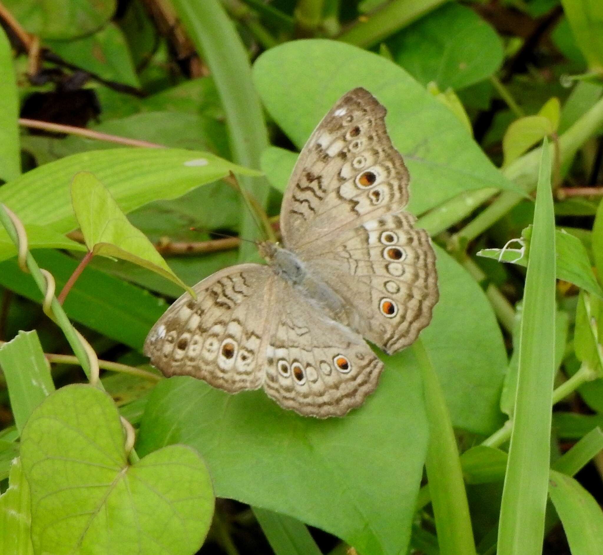 Plancia ëd Junonia atlites Linnaeus 1763