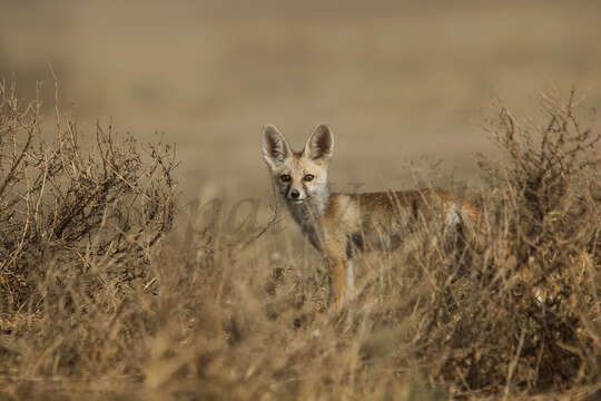 Image of white-footed fox