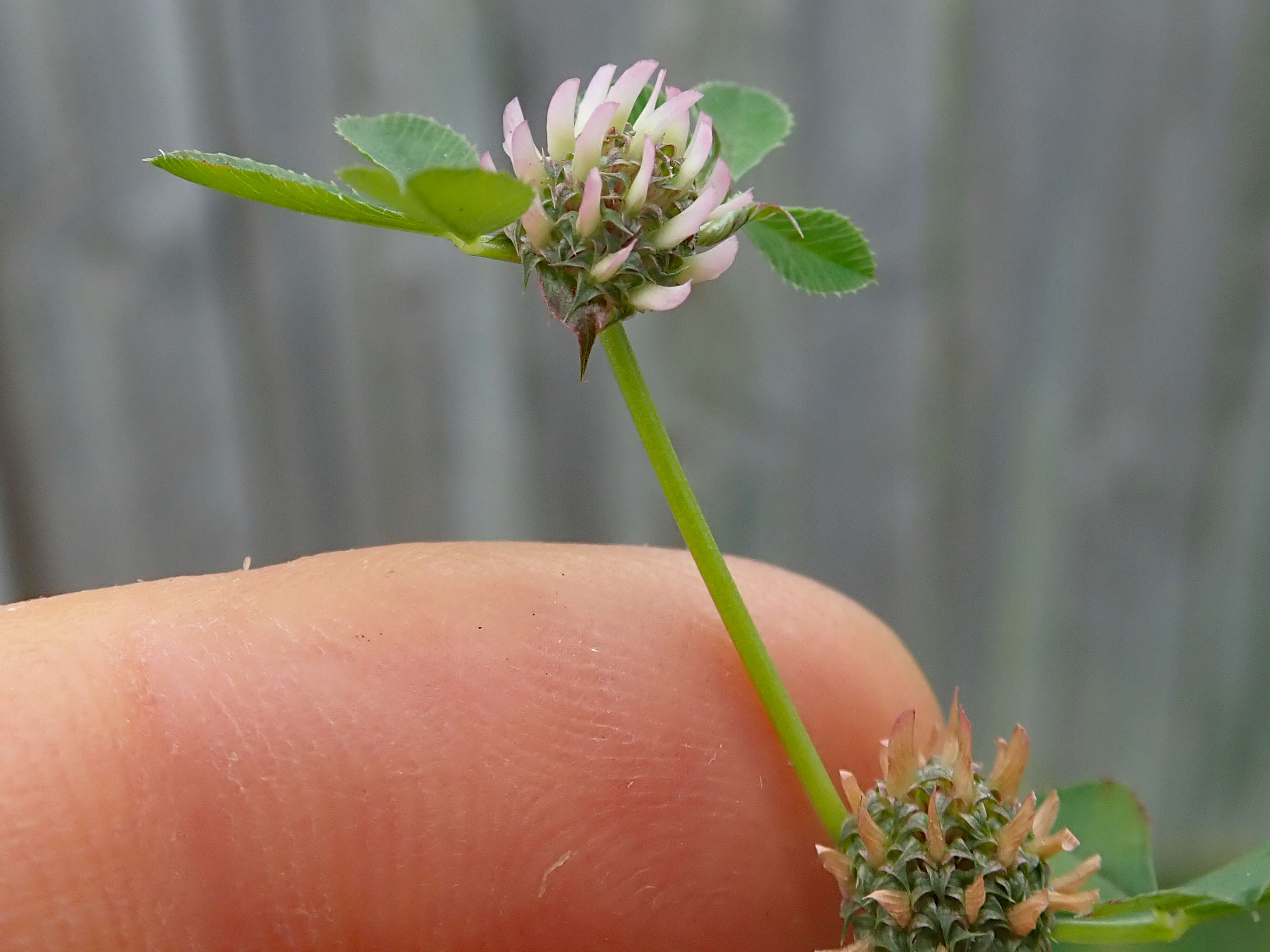 Image de Trifolium glomeratum L.