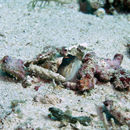 Image of Goldspecs jawfish