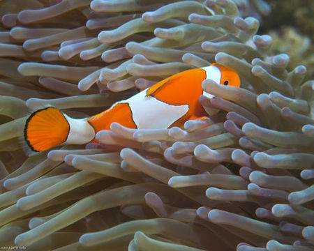 Image of Common clownfish