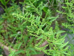 Image of Mexican-Tea