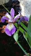 Image de blue flag iris versicolore