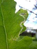 Image of Stigmella ogygia (Meyrick 1889) Dugdale 1988