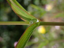 Image of mountain St. John's Wort