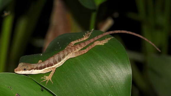 Plancia ëd Anolis oxylophus Cope 1875