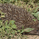 Image of Amur Hedgehog