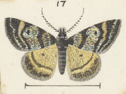 Plancia ëd Dichromodes ida Hudson 1905