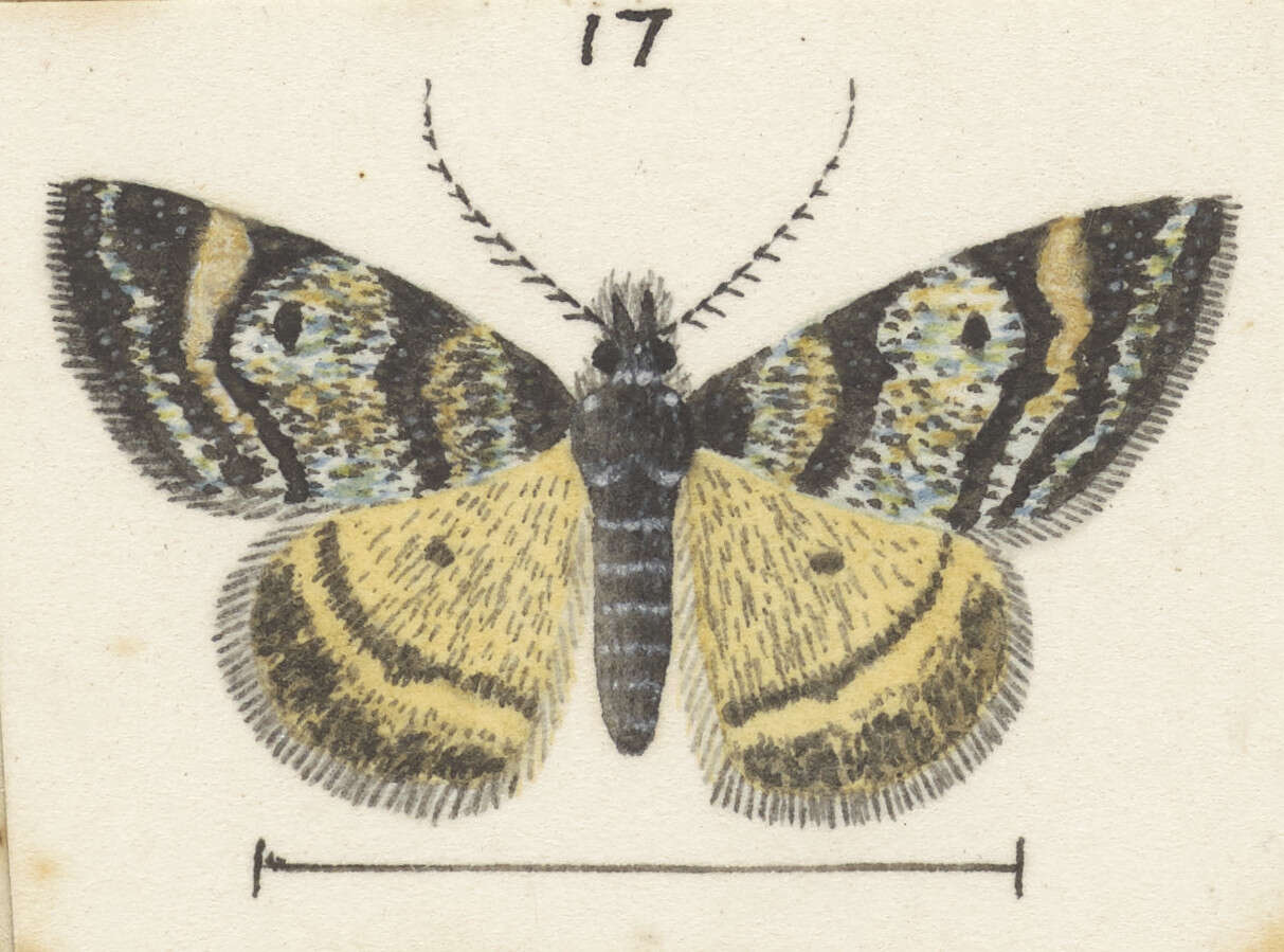 Plancia ëd Dichromodes ida Hudson 1905