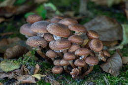 Image of Armillaria ostoyae (Romagn.) Herink 1973