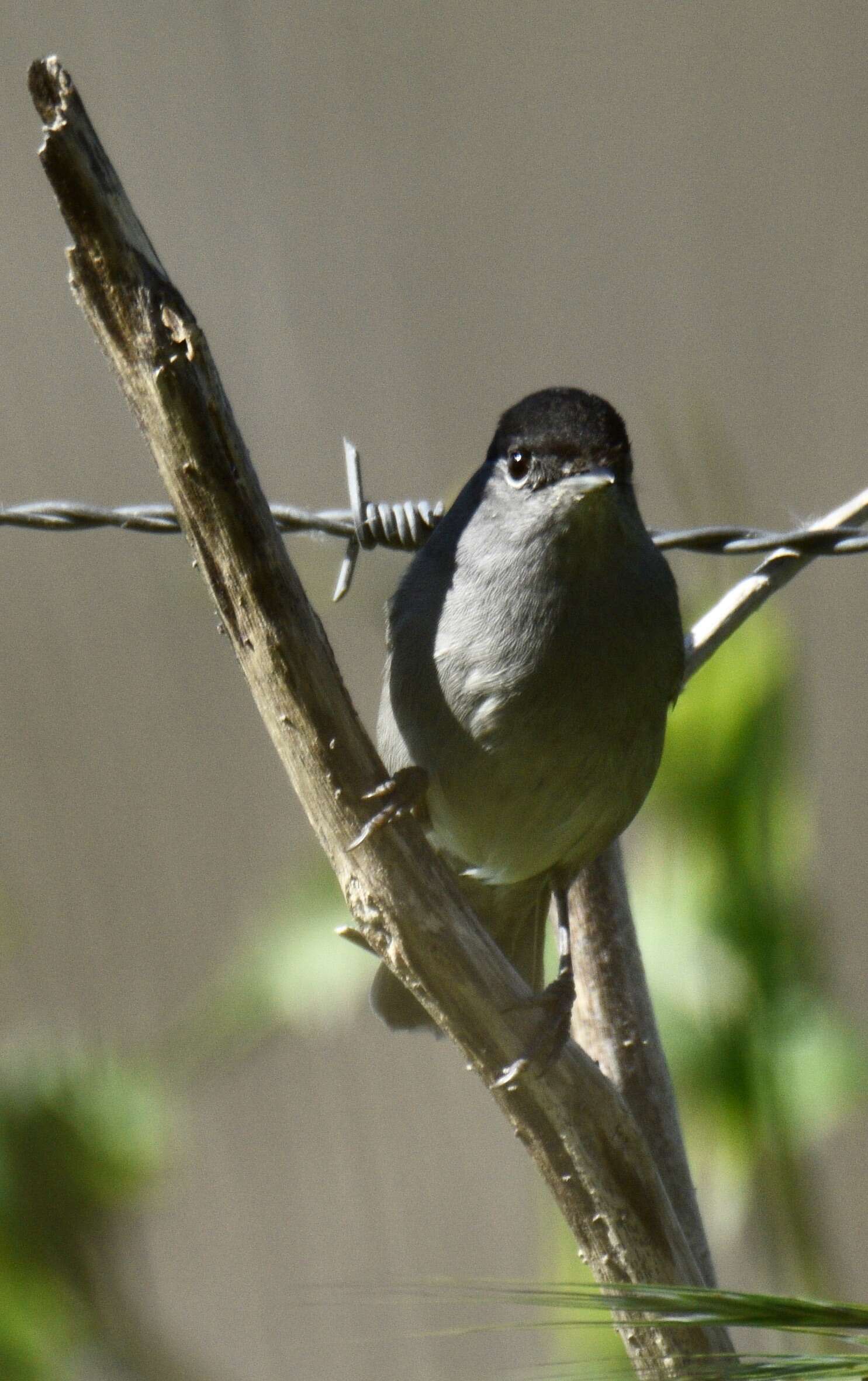 Imagem de Sylvia atricapilla (Linnaeus 1758)